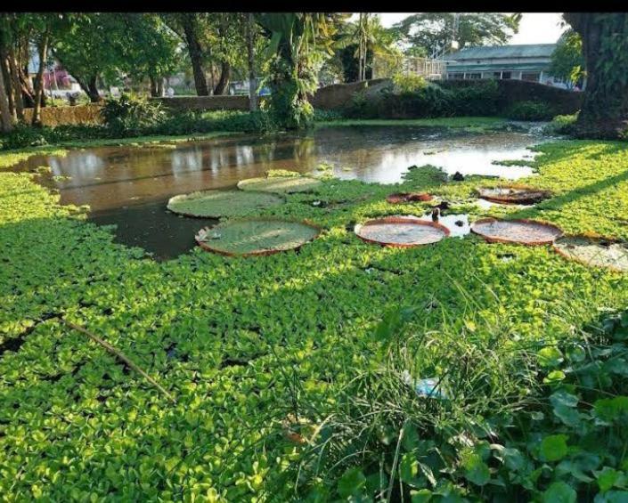 Hotel Alto Amazonas Leticia Dış mekan fotoğraf