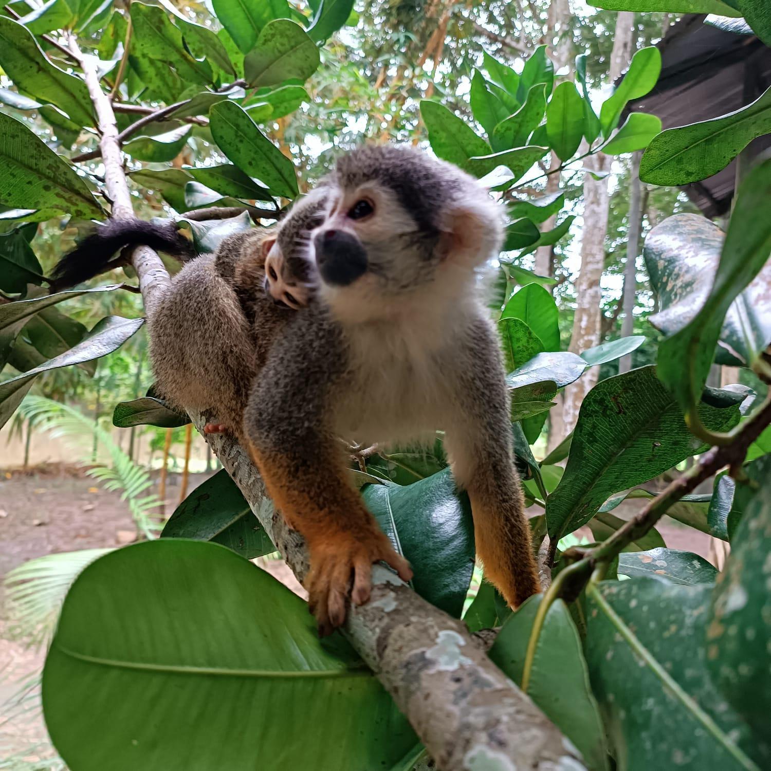 Hotel Alto Amazonas Leticia Dış mekan fotoğraf